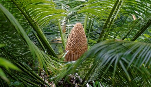 A Modern Obsession with a Prehistoric Plant