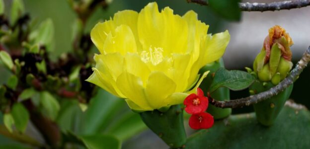 Prickly Pear Cacti: Food, Medicine, Legend, a Symbol of Mexico and a Favorite Florida Plant