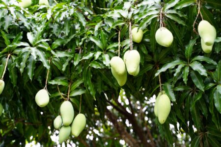 Growing the “King of Fruits”