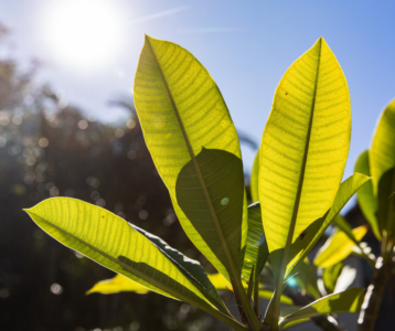 How to Care for Your Plants in a Heat Wave