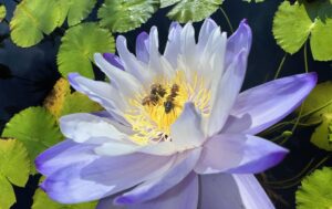 Waterlilies: Beauty, With Some Serious Ecosystem Brawn