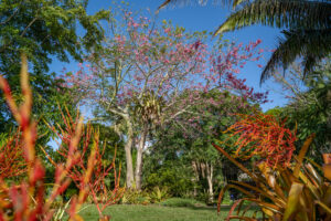 These Trees Offer Fall Color and a Hint of Halloween Macabre 