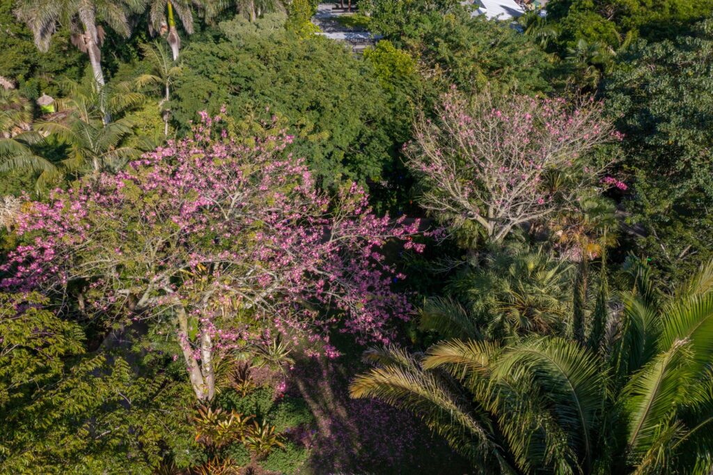 Ceiba speciosa