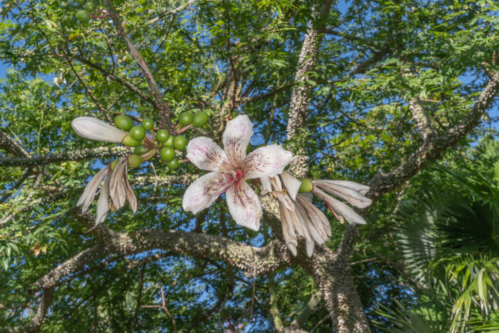 Ceiba erianthos x speciosoa hybrid