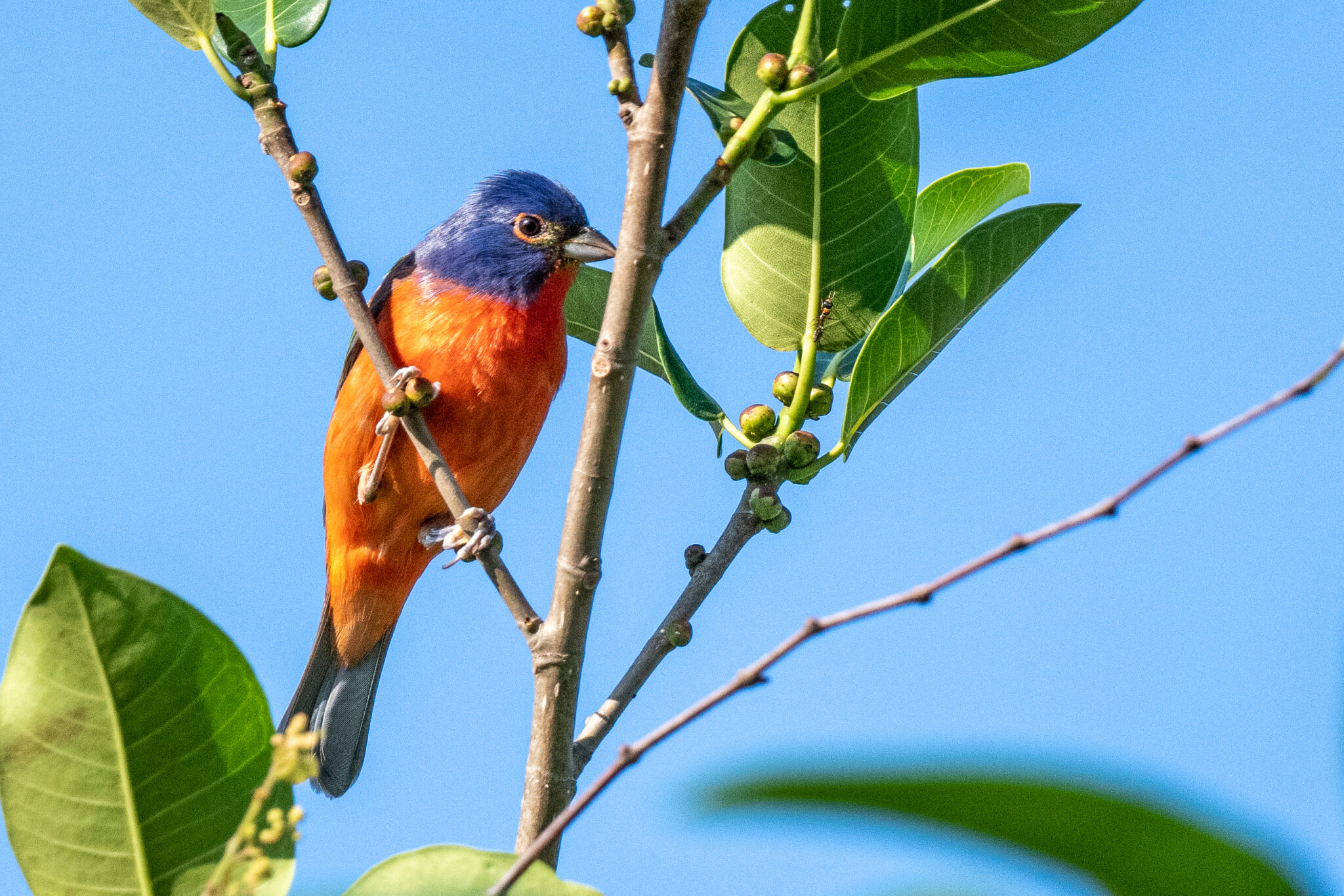 Behold the Painted Bunting — and Other Migratory Species Filling Our