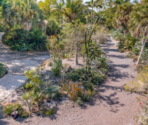 Straight Out of a Storybook: The Wild, Whimsical World of Succulents and Cacti