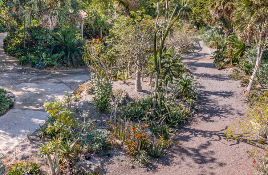 Straight Out of a Storybook: The Wild, Whimsical World of Succulents and Cacti