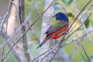 Behold the Painted Bunting — and Other Migratory Species Filling Our Seasonal Skies 