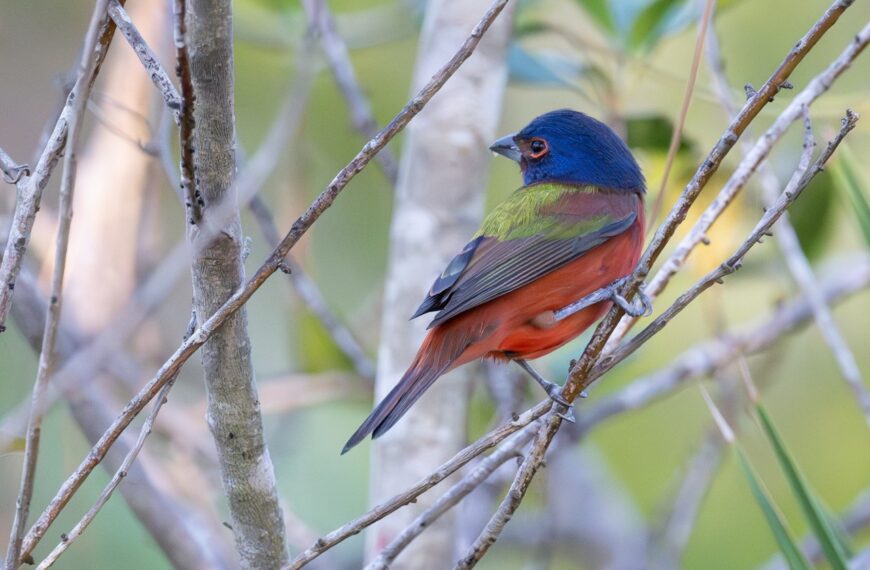 Behold the Painted Bunting — and Other Migratory Species Filling Our Seasonal Skies 