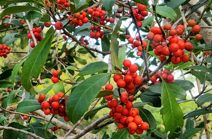 Christmas Made Jolly With Florida Native Holly