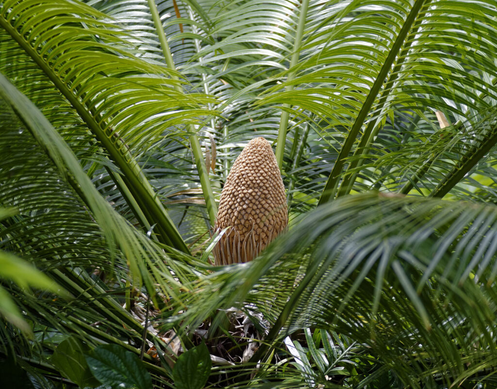 A cycad cone grows in the center of a cycad plant, surrounded by fronds.