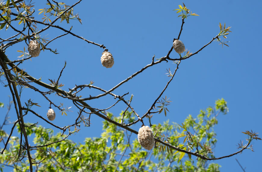 Why is “cotton” blowing around the Garden? 