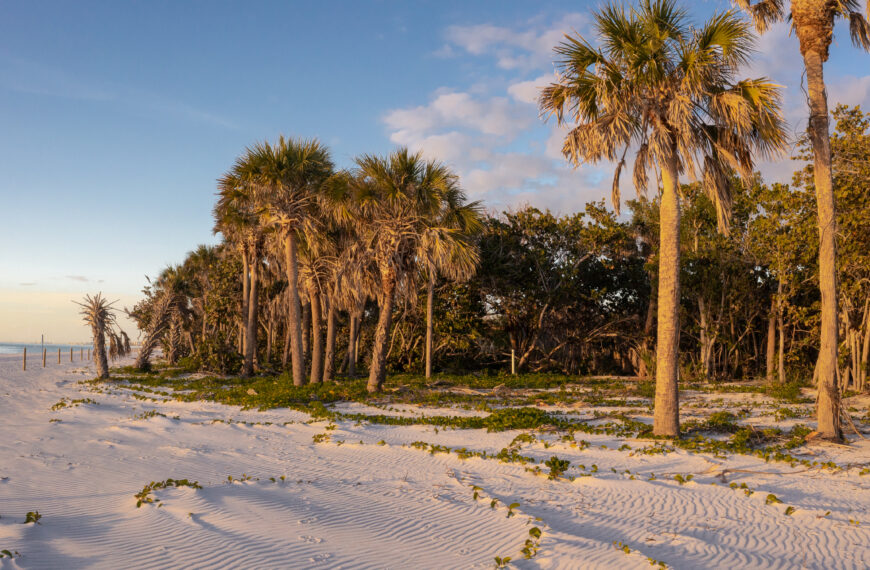 Writing an Instruction Manual for Coastal Plants