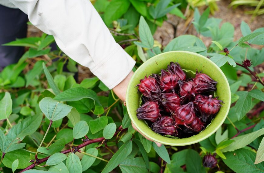 Florida cranberries?