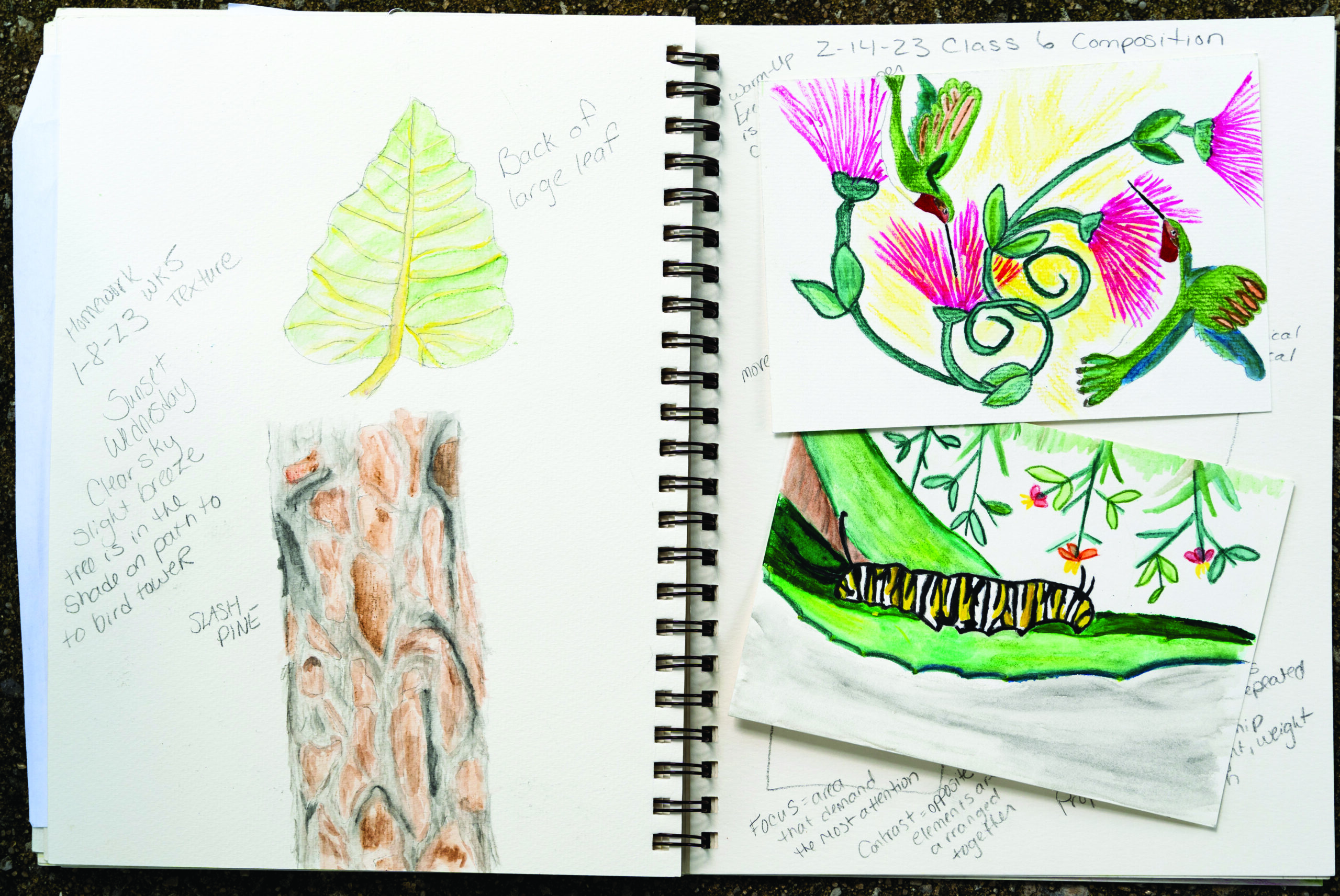 A Sketchbook Changes Everything | Naples Botanical Garden