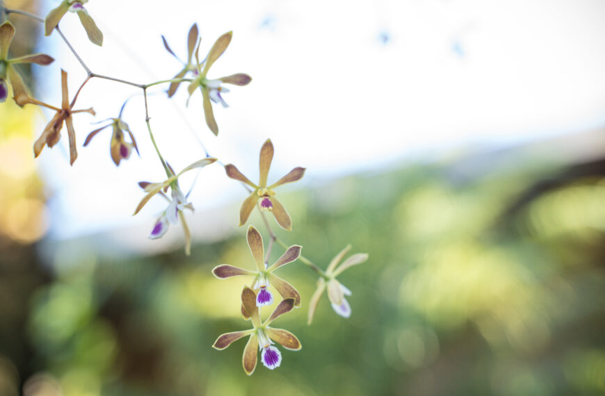 Garden Orchids Bound for World-Famous Chelsea Flower Show