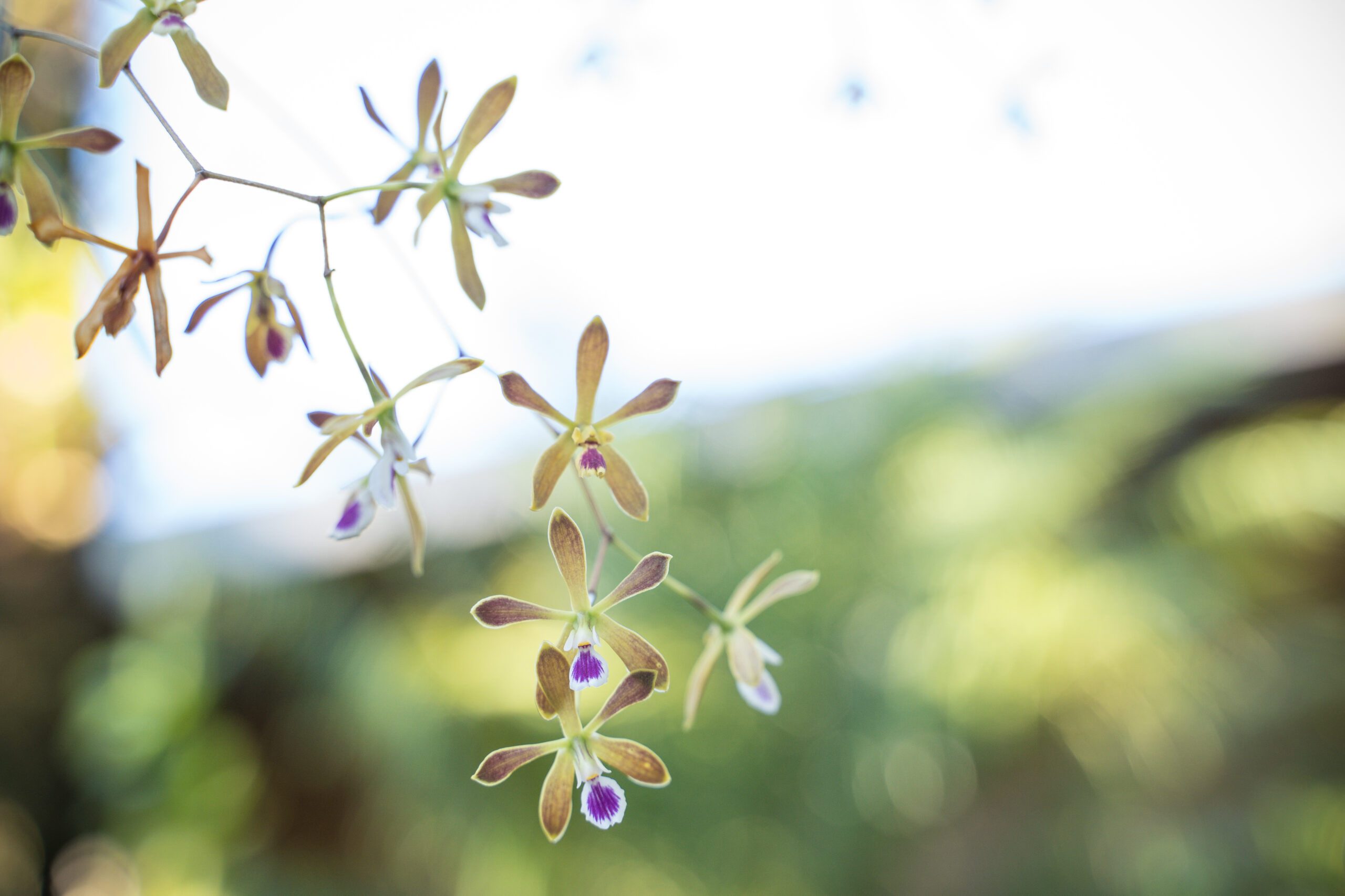 Garden Orchids Bound for World-Famous Chelsea Flower Show | Naples