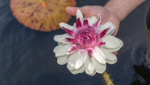A hand holds a waterlily flower up above the water. The flower is hot pink in the center with white petals.