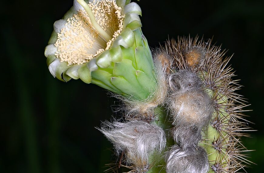Coastal Cactus’s Extinction in US Signals Impact of Rising Seas