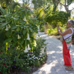 A person stands on a garden pathway and uses their phone to take photos of a plant with large, white flowers.