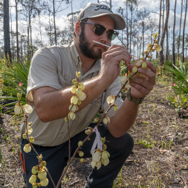Native Pawpaw Flourishes After Fire