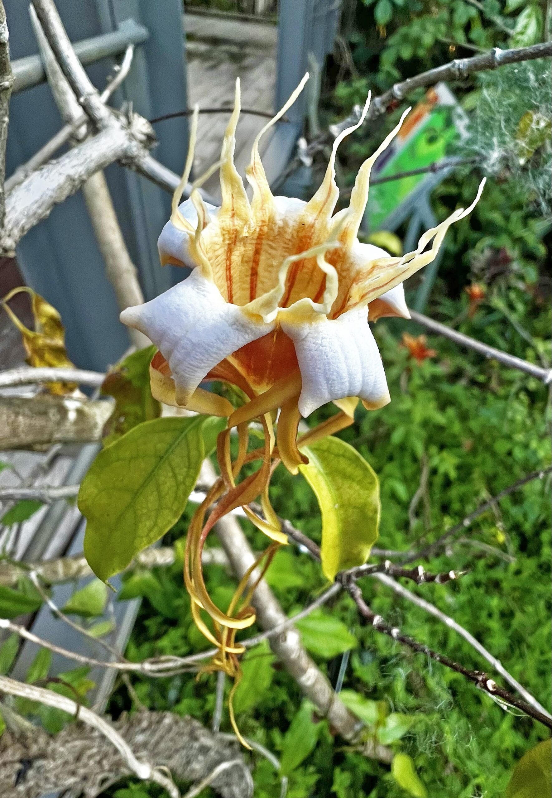 Spring Medusa Spring Blooms, Summer Flowers | Naples Botanical Garden