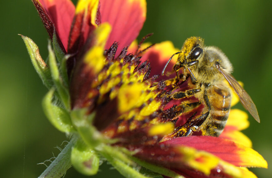Planting for All Pollinators