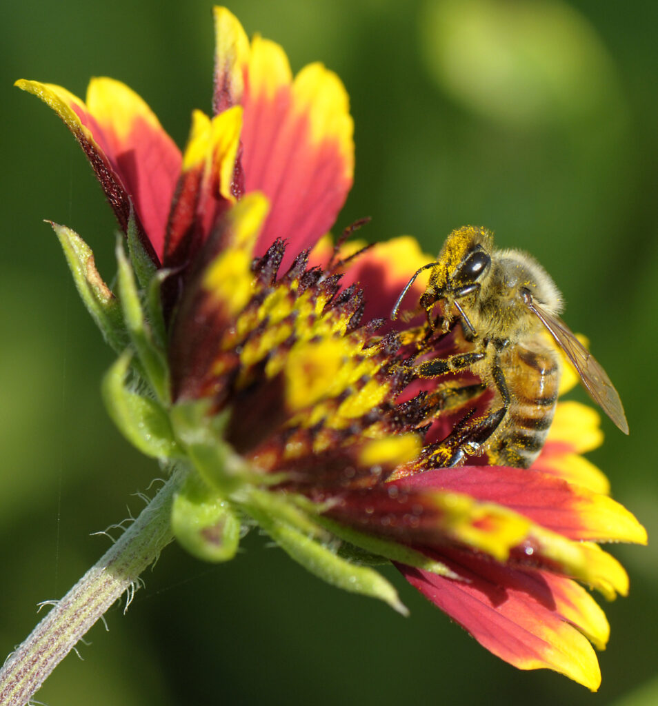 Planting for All Pollinators