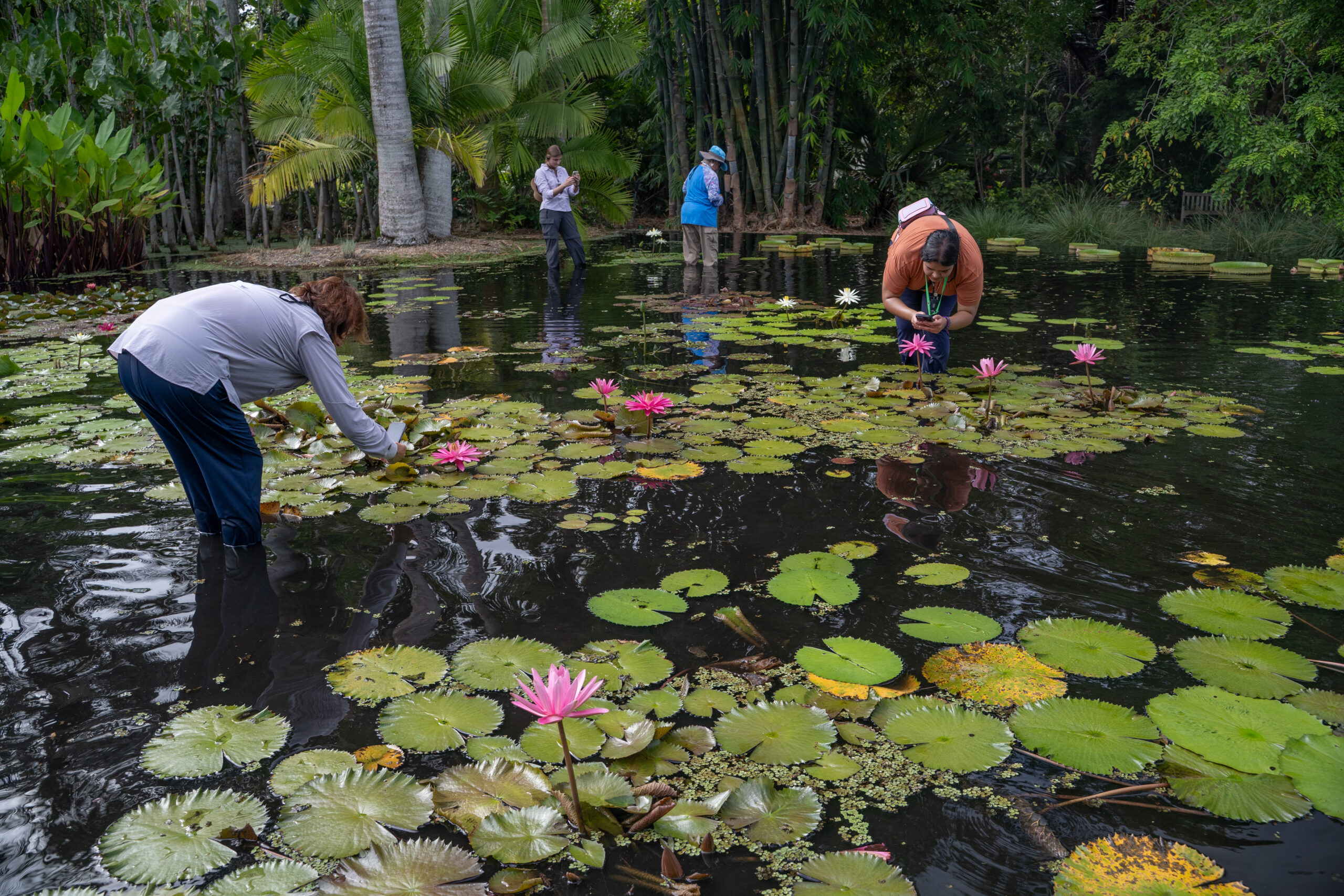 Four people are wading in calf deep water full of waterlilies. They lean down to take photos of pink waterlily flowers.