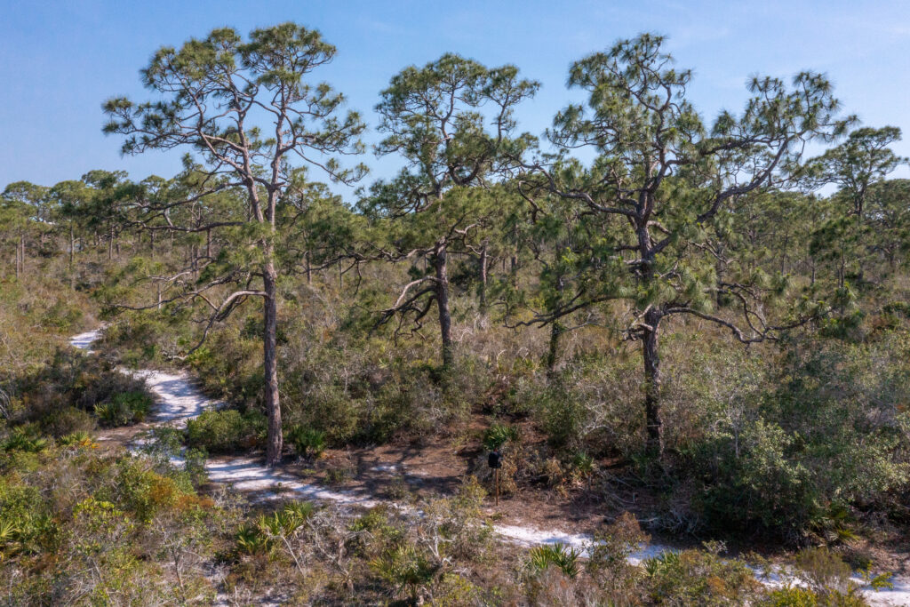 Native Plants of the Preserve