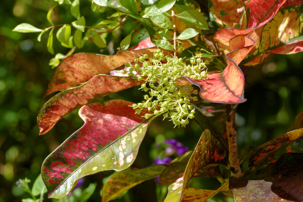 Florida Landscaping 101: Layering Plants for a Natural Look