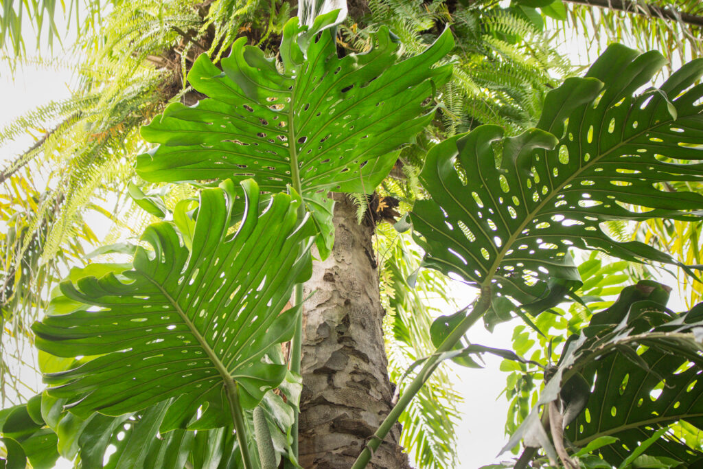 Florida Landscaping 101: Going Vertical with Tropical Climbers and Air Plants
