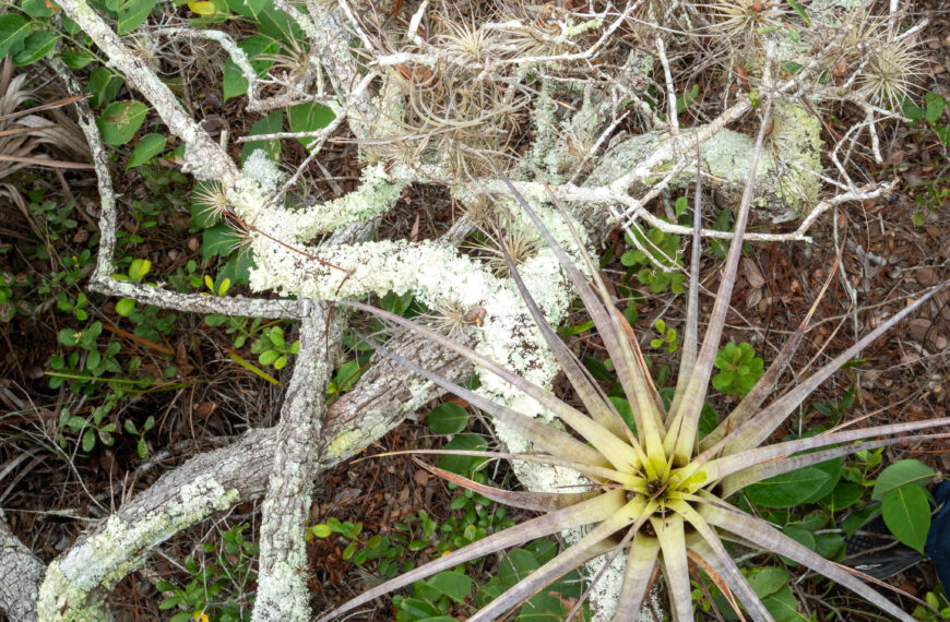 How Did That Plant Get Up There?