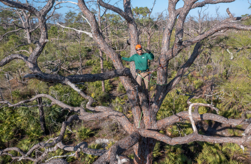 Seeing the Garden for the Trees