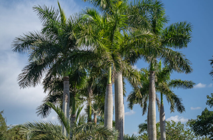 Palms, an Hourglass of History