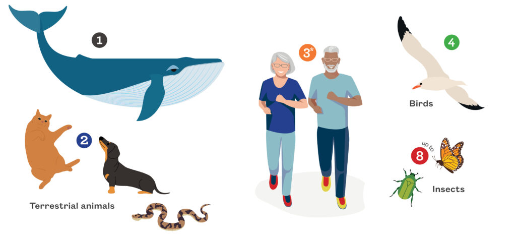 The number one is next to a whale, two is next to a cat, a dog, and a snake, three is next to two humans walking, four is alongside a bird, and the number eight is by a beetle and a butterfly. 