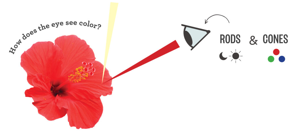 A red hibiscus is shown with a white light beam shining down on it and a red light beam bouncing off of it into a human eye. Rods and Cones are next to the eye, with a sun and moon next to rods and colors next to cones. 