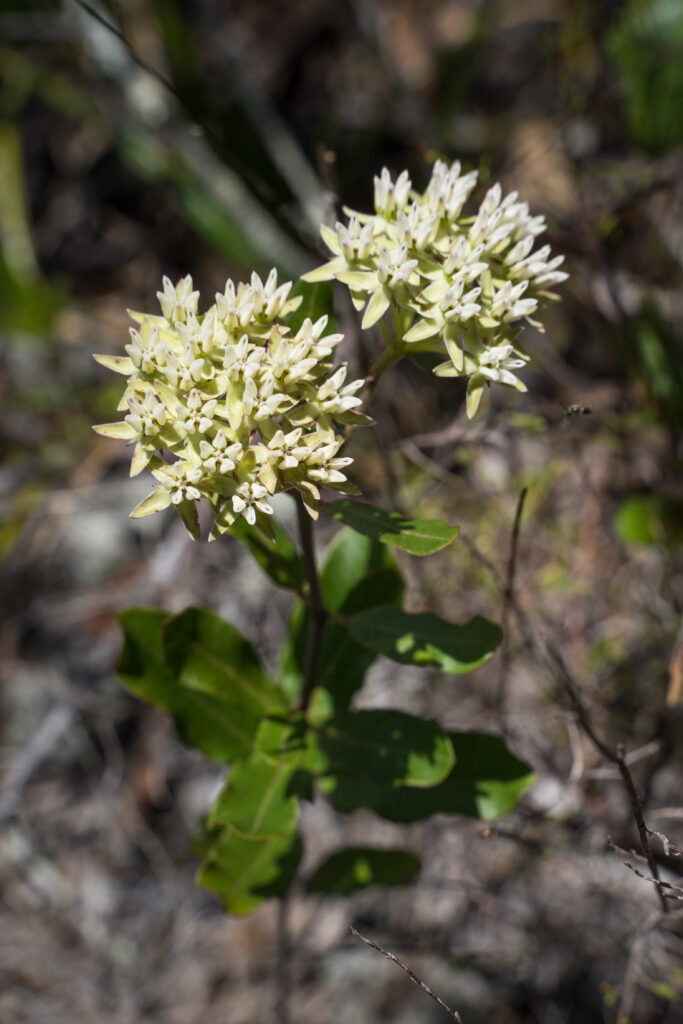 A thin twig with oblong, green, leaves grow below two offshoots of blooms. The two blooms are made up of many cream-colored flowers growing in a cluster.