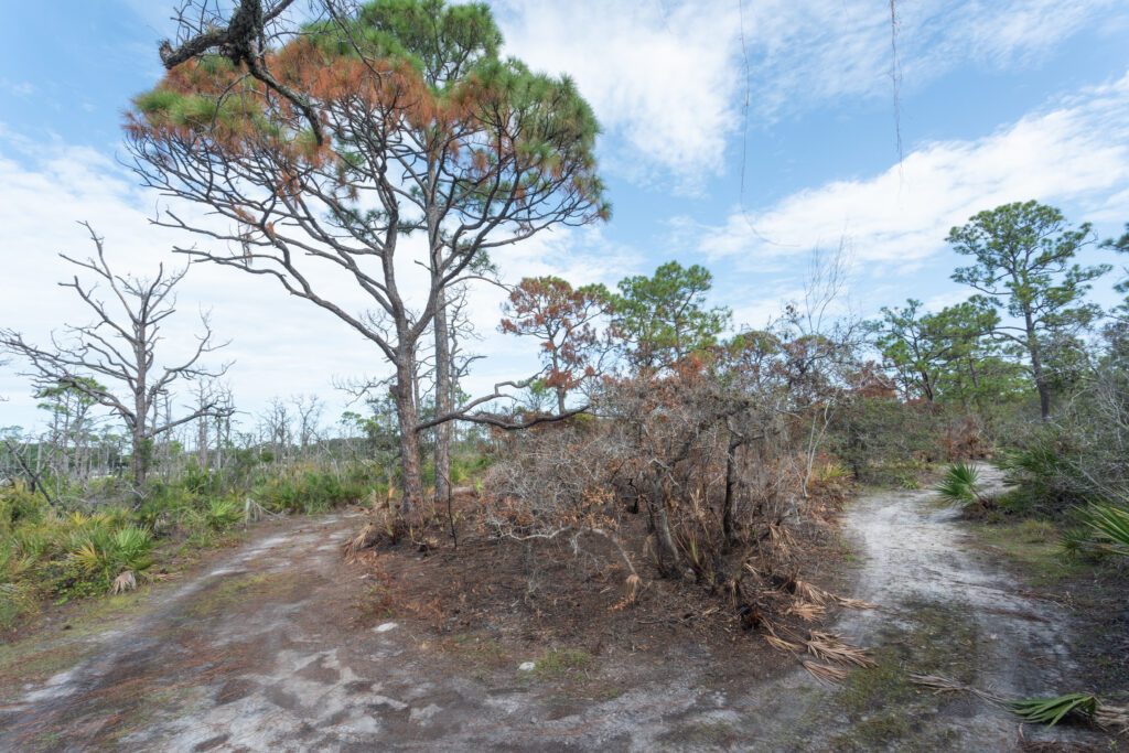 The same location as the before photo, now shown after the burn. The excess brush has been cleared away.