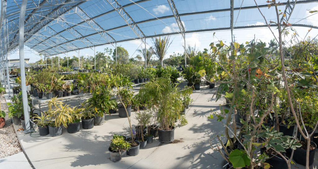 many potted plants of varying heights sit in rows in a shaded nursery 