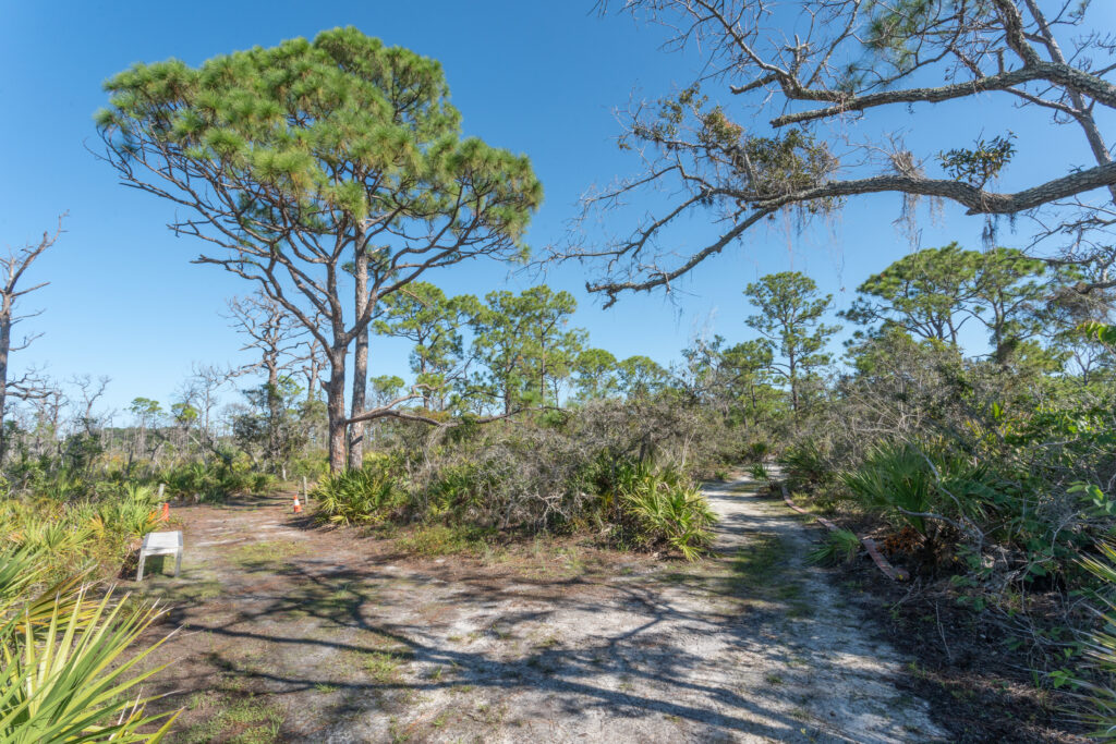 A portion of the scrub habitat before the burn has excess under growth.