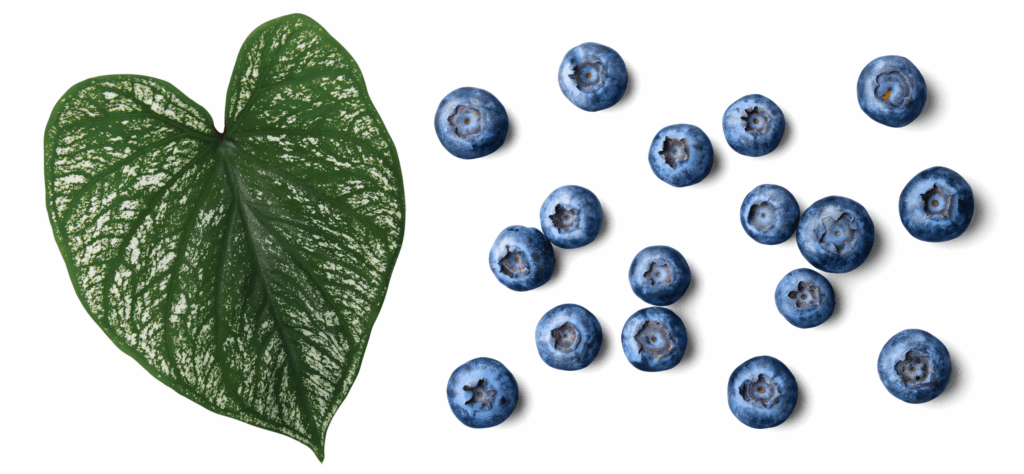 A large green leaf and a cluster of blueberries
