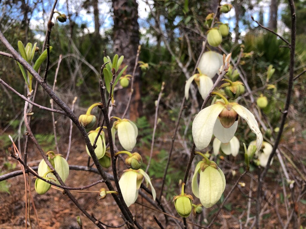 Large, cream-colored flowers with drooping petals are attached to leafless twigs sticking out of the ground.