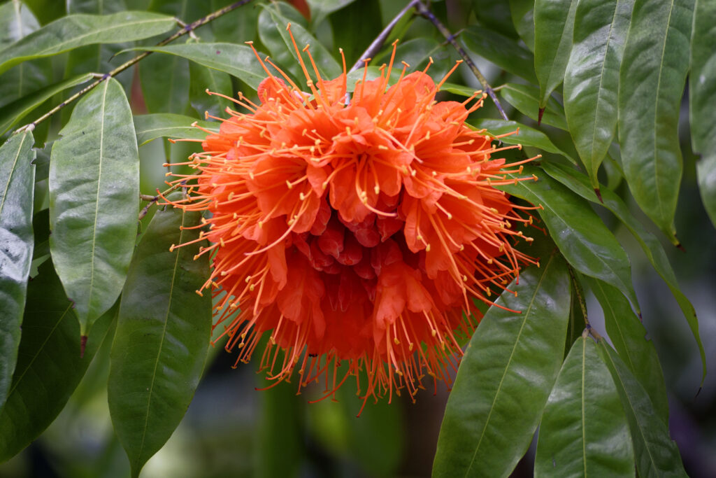 Glossy, dark green leaves surround the neon orange, firework-like bloom of the Rose of Venezuela.