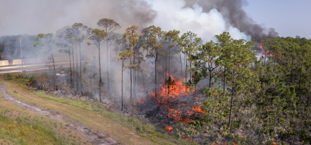 An aerial image of a pine flatwoods ecosystem shows large flames on the forest floor with smoke billowing into the sky.