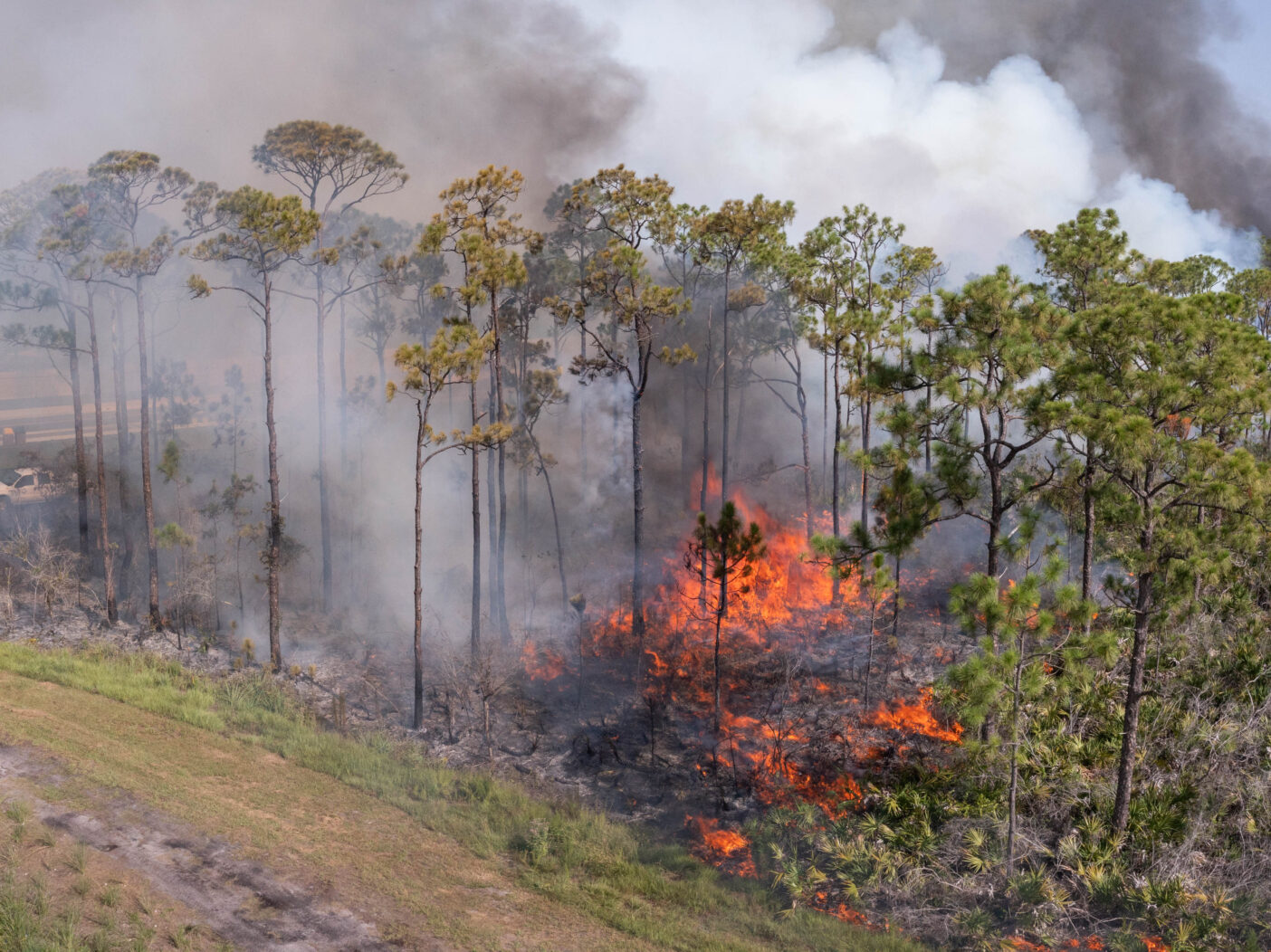 An aerial image of a pine flatwoods ecosystem shows large flames on the forest floor with smoke billowing into the sky.