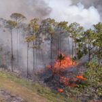 An aerial image of a pine flatwoods ecosystem shows large flames on the forest floor with smoke billowing into the sky.