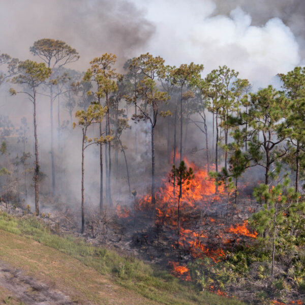 An aerial image of a pine flatwoods ecosystem shows large flames on the forest floor with smoke billowing into the sky.