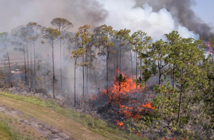 An aerial image of a pine flatwoods ecosystem shows large flames on the forest floor with smoke billowing into the sky.
