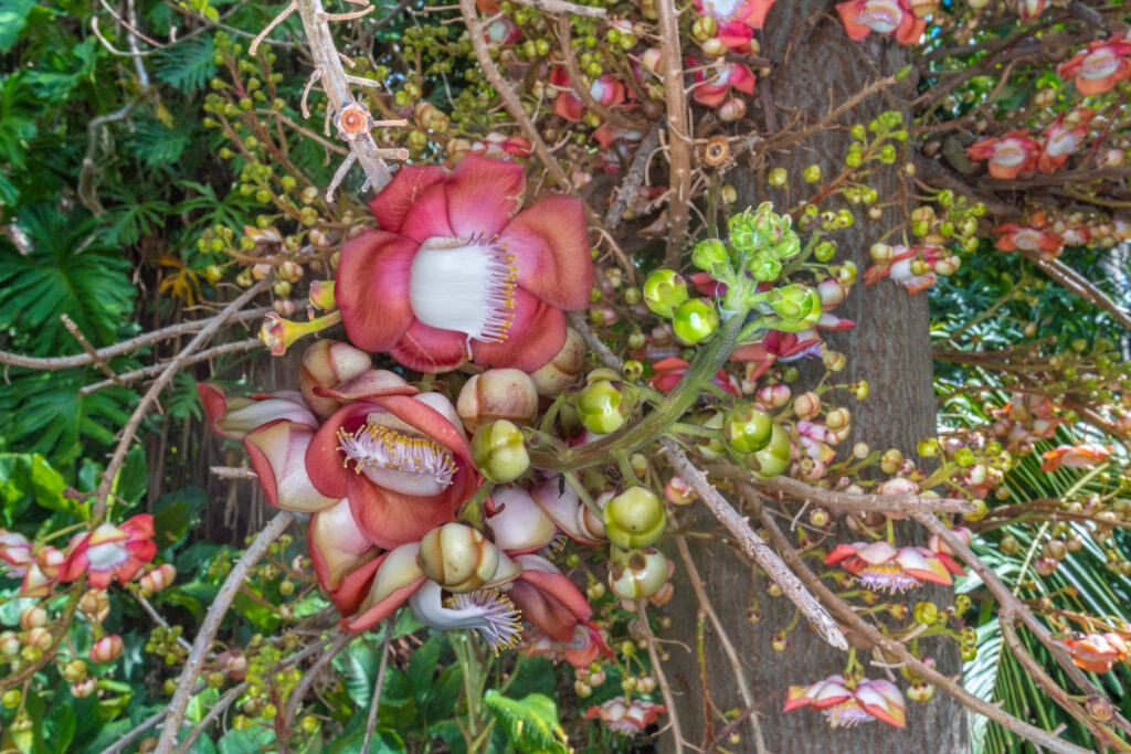 A large tree trunk stands in the background while many pink blooms and bright green buds burst forth on long, spindly branches.